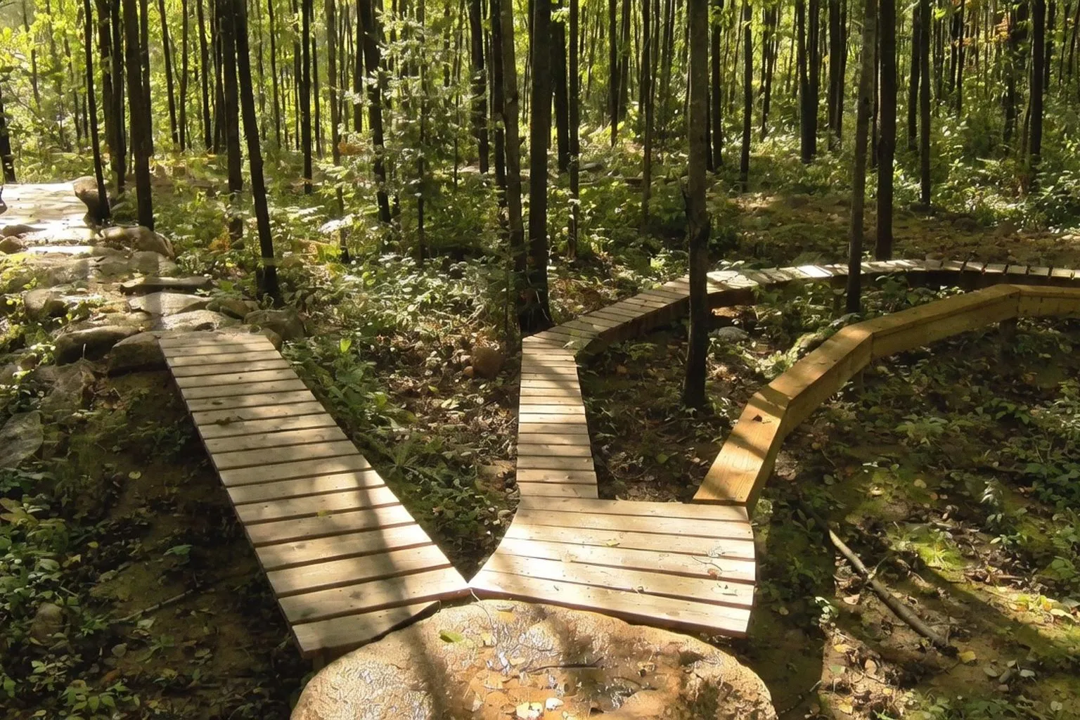 Coexistence en montagne : les leçons de Pebble Creek pour nos sommets
